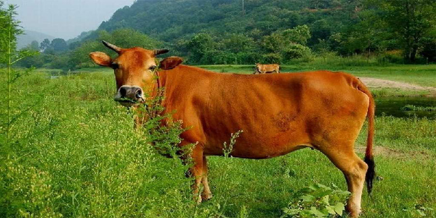 Mơ Dắt Bò - Giải Mã Giấc Mơ Đặc Biệt Cho Lô Thủ